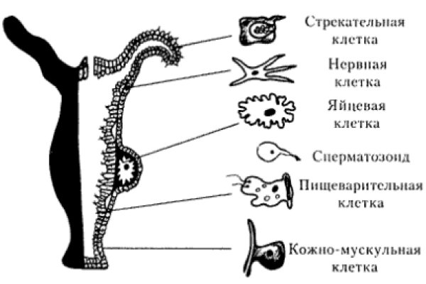 Купить мефедрон телеграм